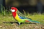 Thumbnail for Eastern rosella