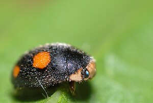 Tansy ladybug (Platynaspis luteorubra)