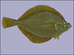 Drawing of a plaice