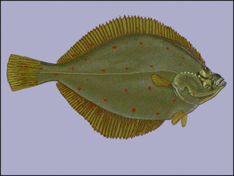 Jūrinė plekšnė (Pleuronectes platessa)