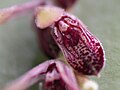 Acianthera pubescens