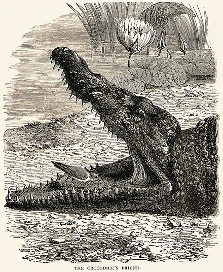 Про крокодила и птичку. Крокодил и птичка Тари симбиоз. Симбиоз крокодила и птицы. Птичка Тари чистит зубы крокодилу.
