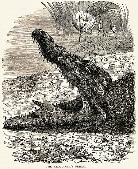 Tập_tin:PloverCrocodileSymbiosis.jpg
