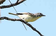 Description de l'image Plumbeous Vireo (Vireo plumbeus) (7222930710) (cropped).jpg.