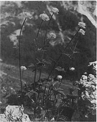 Pogačica ali kraguljčki (Trollius europaeus L.) pod Frischaufovim domom na Okrešlju 1939.jpg