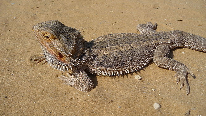 Central bearded dragon