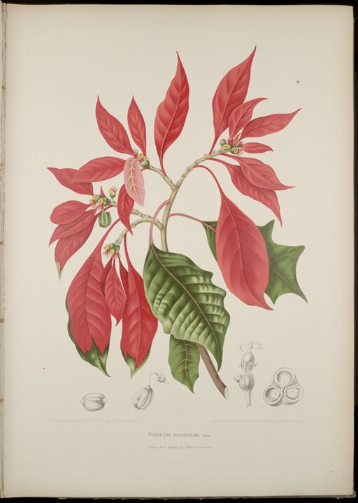 Poinsettia MBG