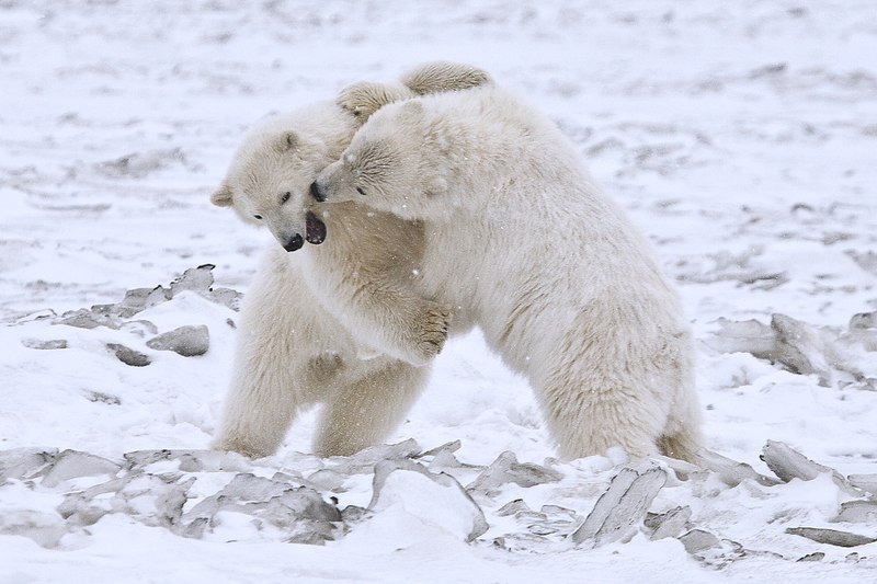 صورة:Polar Bear ANWR 8.jpg