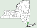 Polycnemum majus NY-dist-map.png