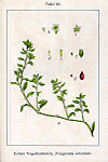 Polygonum aviculare Sturm63.jpg