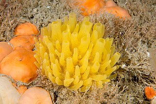 <i>Polymastia</i> (sponge) Genus of sponges