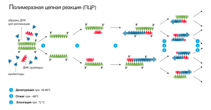 File:Polymerase chain reaction.rus.png