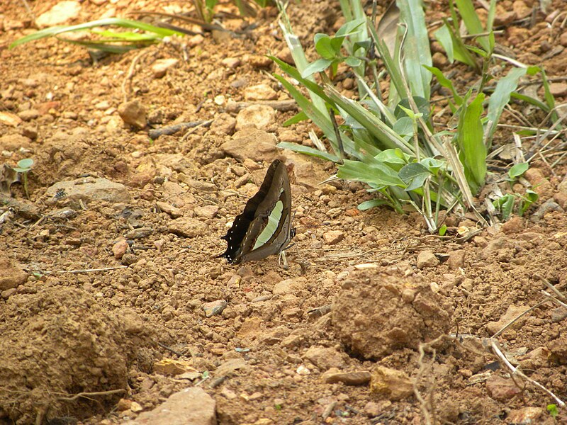 File:Polyura athamas, Kerala, India - 2009-10-18.jpg