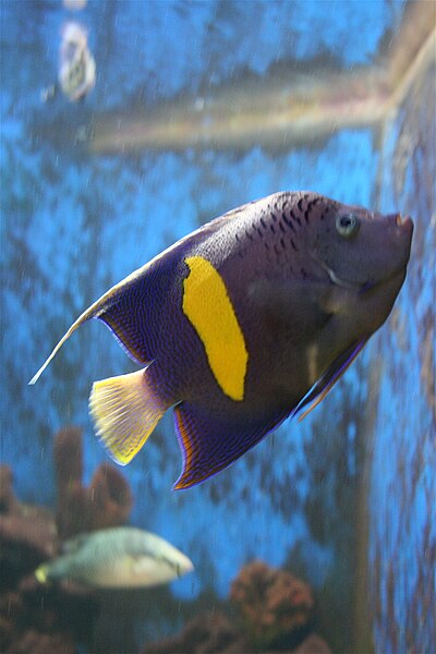 File:Pomacanthus maculosus, Toledo Zoo.jpg