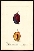 Image of the Sugar variety of plums (scientific name: Prunus domestica), with this specimen originating in Mount Tabor, Portland, Multnomah County, Oregon, United States. (1907)