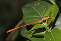 * Nomination Pond damselfly (Ceriagrion glabrum) male, Ghana --Charlesjsharp 21:37, 27 May 2017 (UTC) * Promotion Very good! -- Ikan Kekek 07:38, 28 May 2017 (UTC)