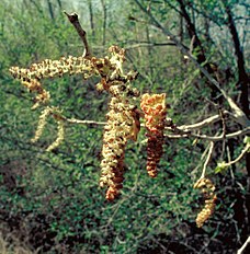 Populus deltoides monilifera malecatkins.jpg