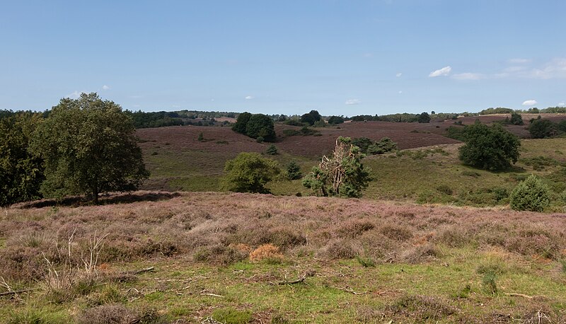 File:Posbank - heide, bomen en struiken IMG 7430 2023-08-21 12.05.jpg