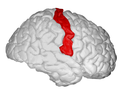 Postcentral gyrus, showed on the right hemisphere.
