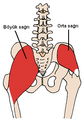 Posterior Hip Muscles az.PNG