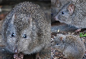 Potorous tridactylus in three views.