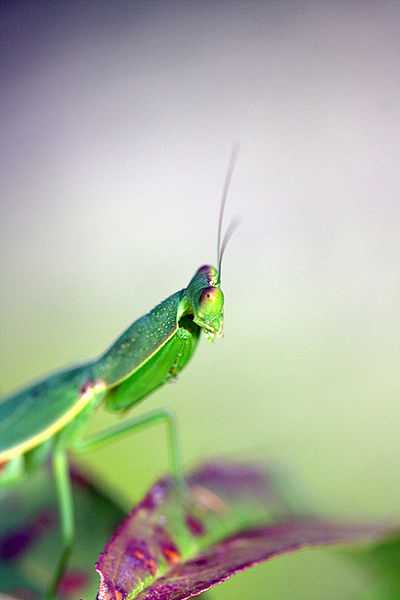 File:Praying for Dinner (3768316931).jpg