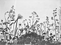 Pressed northwestern Alaskan wild flowers, 1903-1907 (AL+CA 4319).jpg