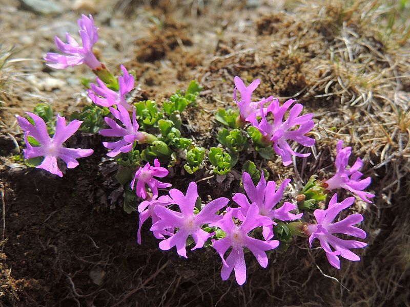 File:Primula minima-Bucegi-1.JPG