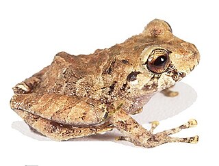 <i>Pristimantis mallii</i> Species of frog