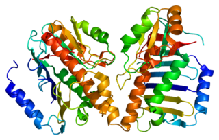 MAGOH Protein-coding gene in the species Homo sapiens