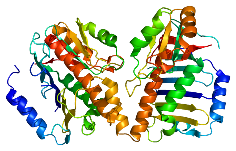 File:Protein MAGOH PDB 1hl6.png