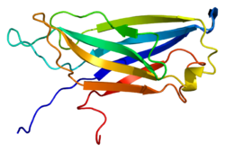 Белок SYT4 PDB 1ugk.png