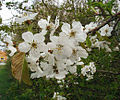 Flowers and young leaves.