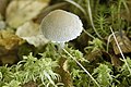 Psathyrella artemisiae