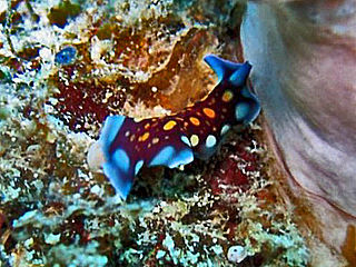 <i>Pseudoceros lindae</i> Species of flatworm