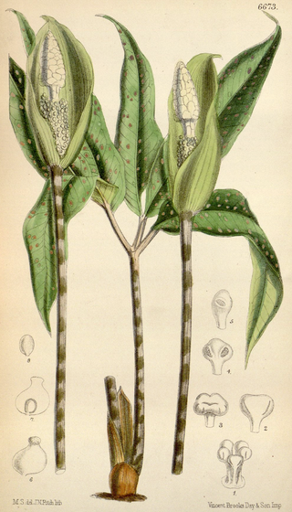 <i>Amorphophallus lacourii</i> Species of plant