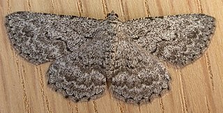 <i>Psilosticha</i> Genus of moths