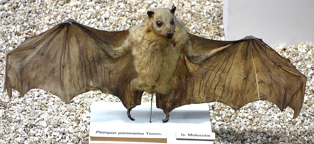 The average adult size of a Masked flying fox is  (0' 6