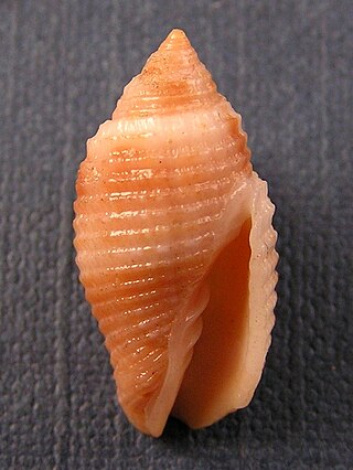 <i>Pterygia scabricula</i> Species of gastropod