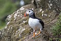 on Skomer