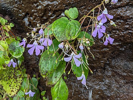 Purple flowers at Matheran