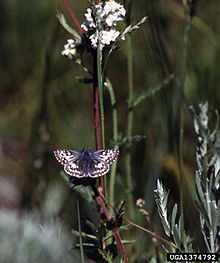 Pyrgus ruralis 1374792.jpg