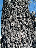 Thumbnail for File:Pyrus Calleryana bark.jpg