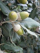 Quercus ilex acorns RHU 001.JPG