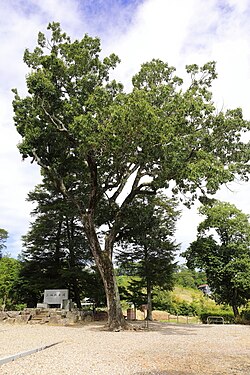 Quercus variabilis