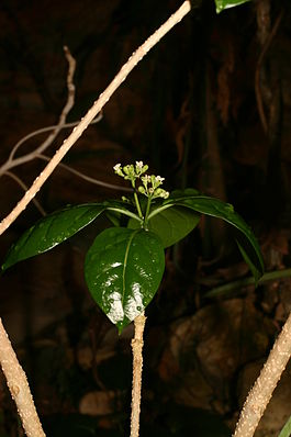 Männlicher Blütenstand von Grevea madagascariensis