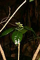 RMM 475 Montiniaceae-Kaliphoraceae Grevea madagascariensis Baill. Maintirano, Phot.PG 04 03 08 IMG 3036.JPG