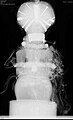 Radiographic Image of African Songye Power Figure in the collection the Indianapolis Museum of Art, Front View (1989.1196)