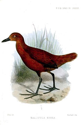 Rallicula rubra