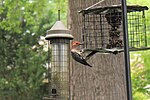 Thumbnail for File:Red-Bellied Woodpecker at Bird-Feeder.jpg